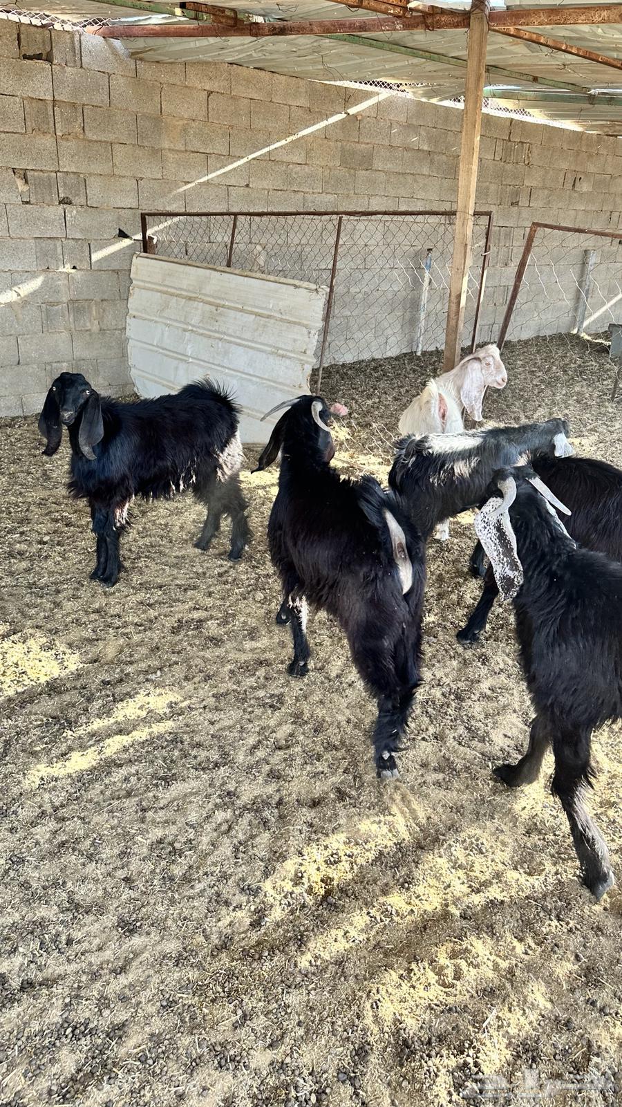 Goats have been sold63625110865153114