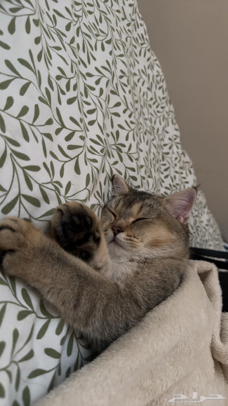 Cats for sale at an attractive price63655224556931110