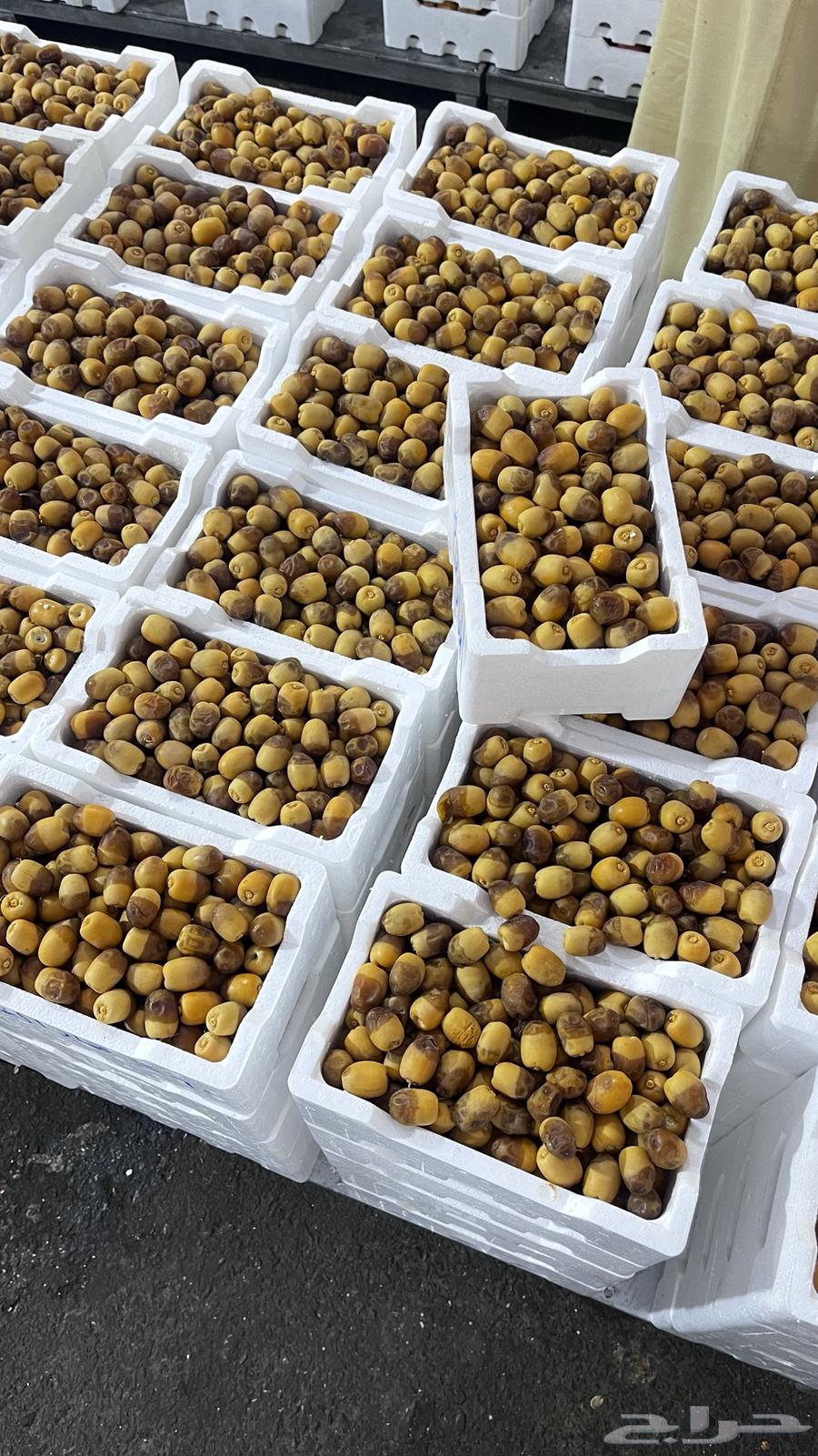 Ruthana dates for sale63655111568386111