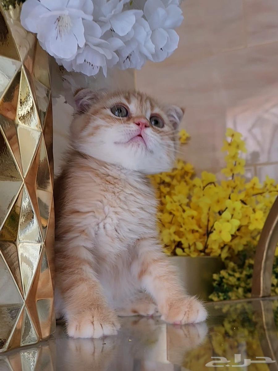قطط سكوتش فولد و ستريت للبيع63655325628035114