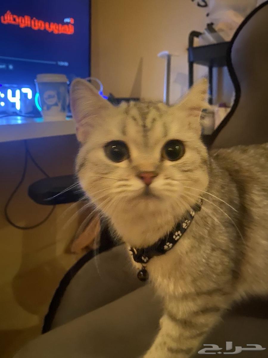 Cats for sale at an attractive price63655224556931113