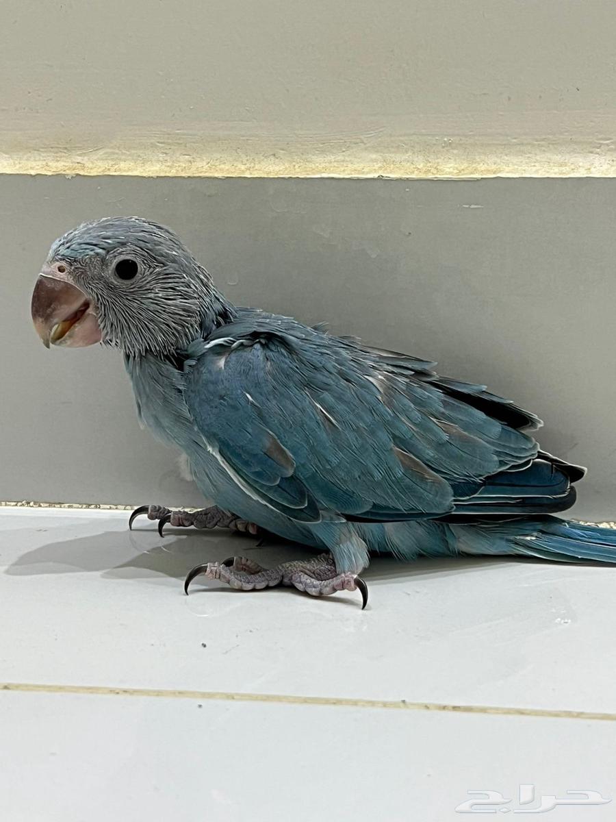 Dutch Blue Starling Chick63655105653634110