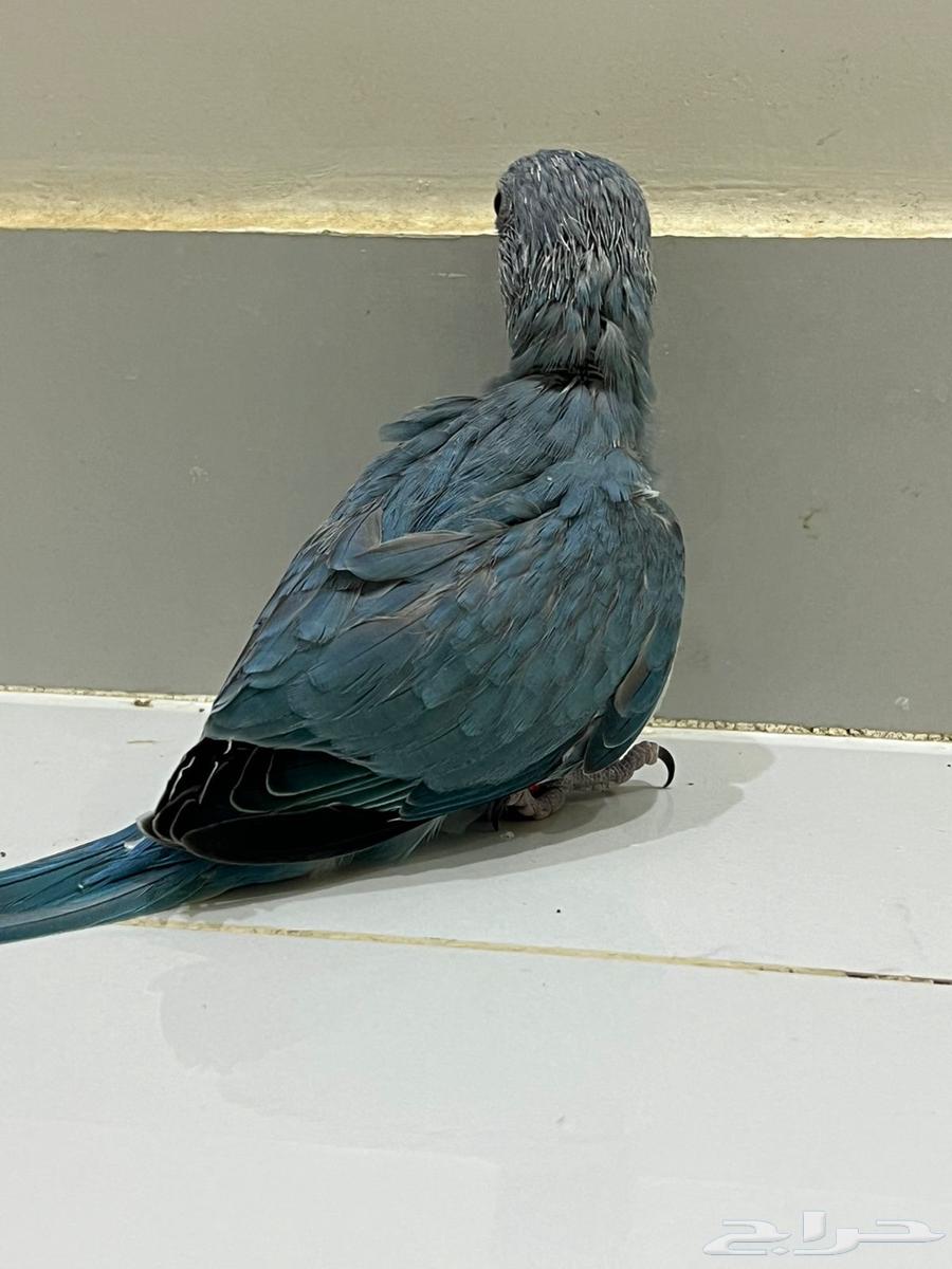 Dutch Blue Starling Chick63655105653634113