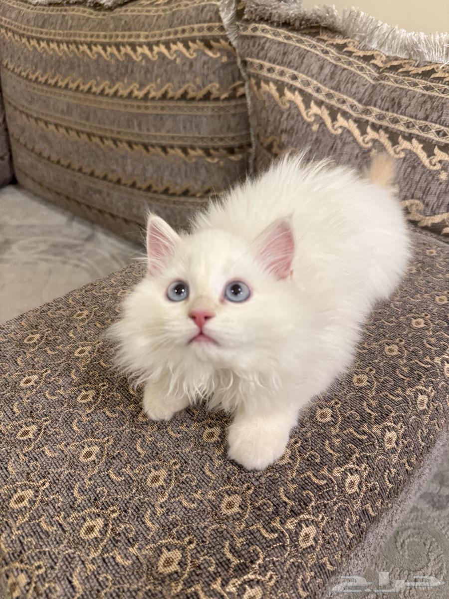 قط ابيض للبيع63655226453122110
