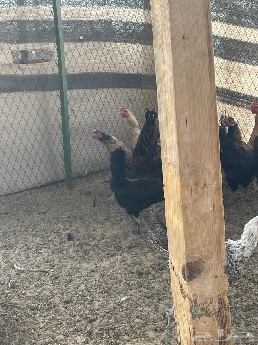 دجاج بياض63655218317569113