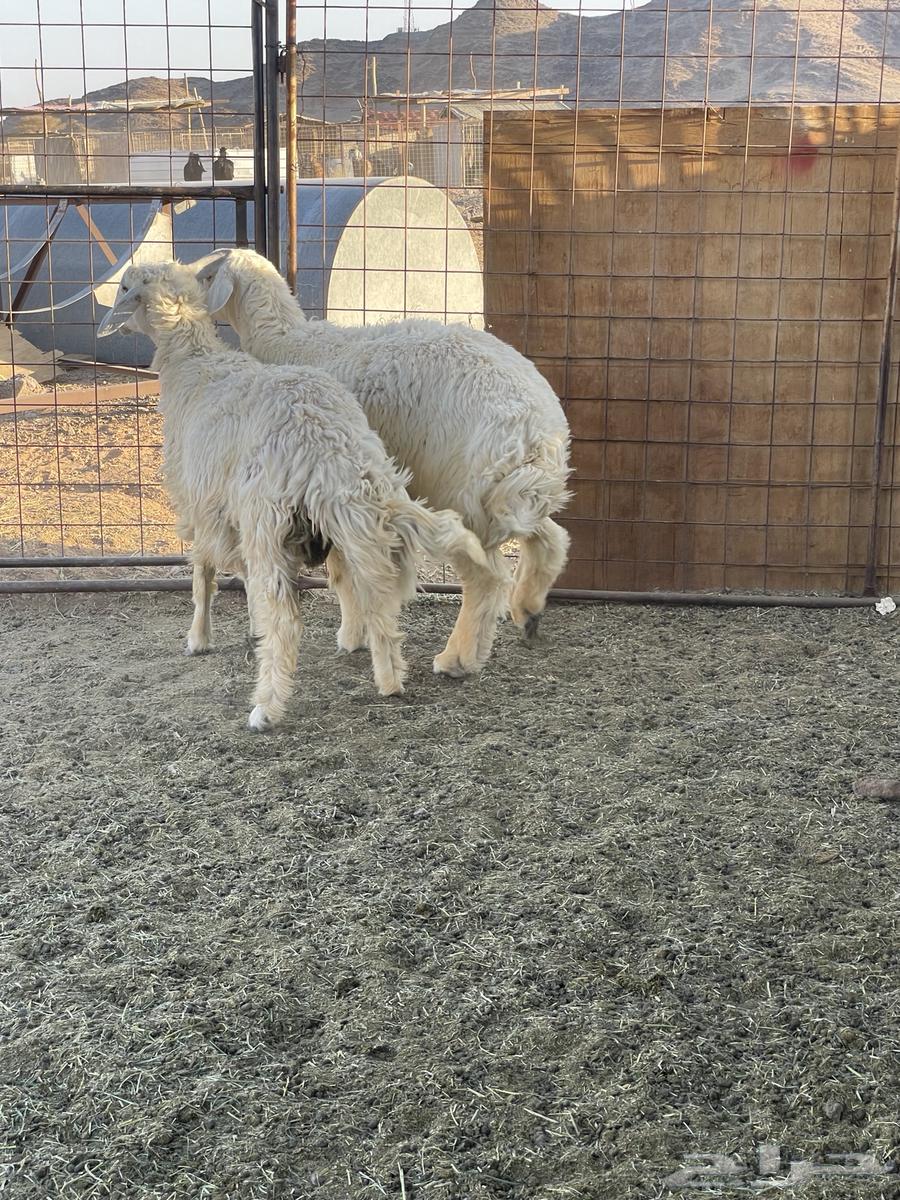 Italian roosters for sale63655207261187114