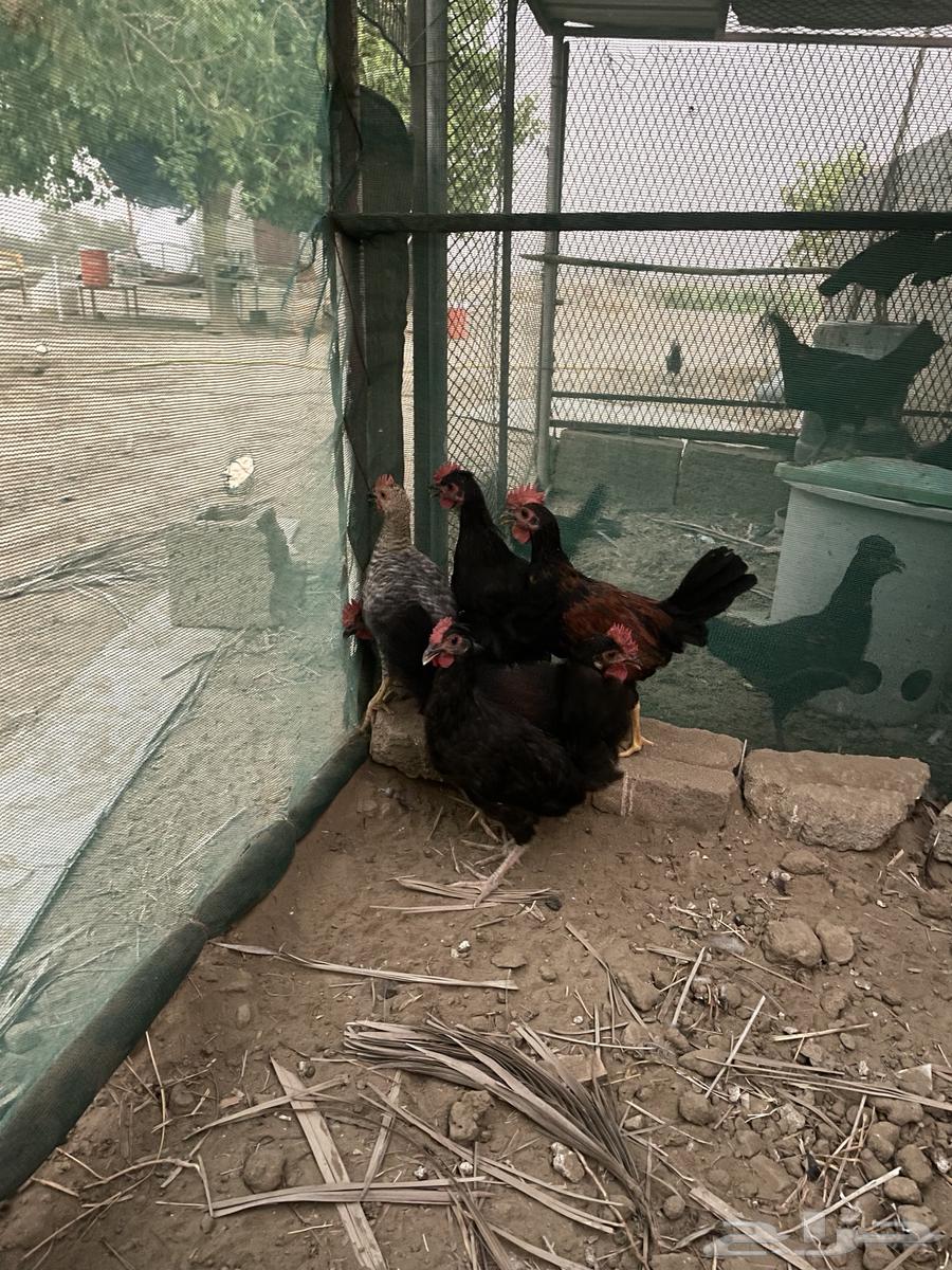 Ducks for sale63655311884547112