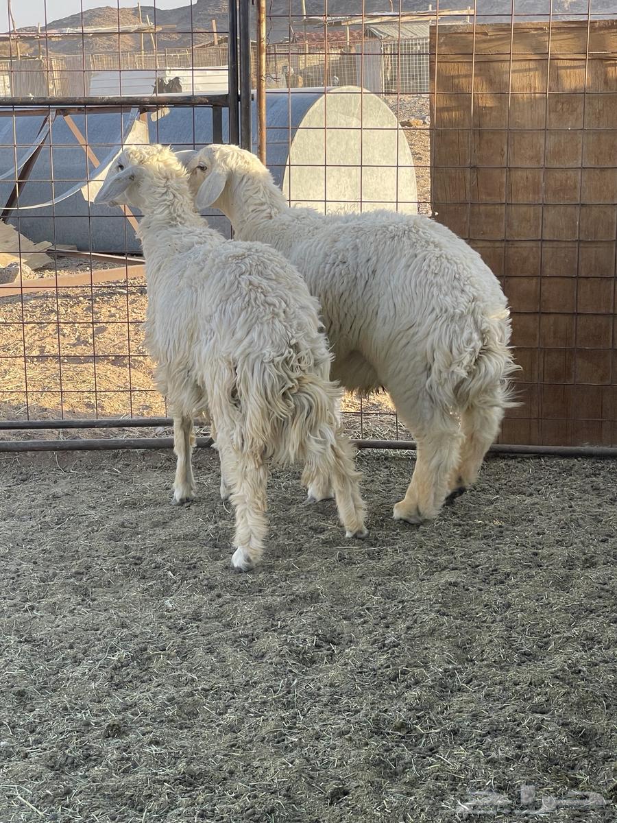 Italian roosters for sale63655207261187110