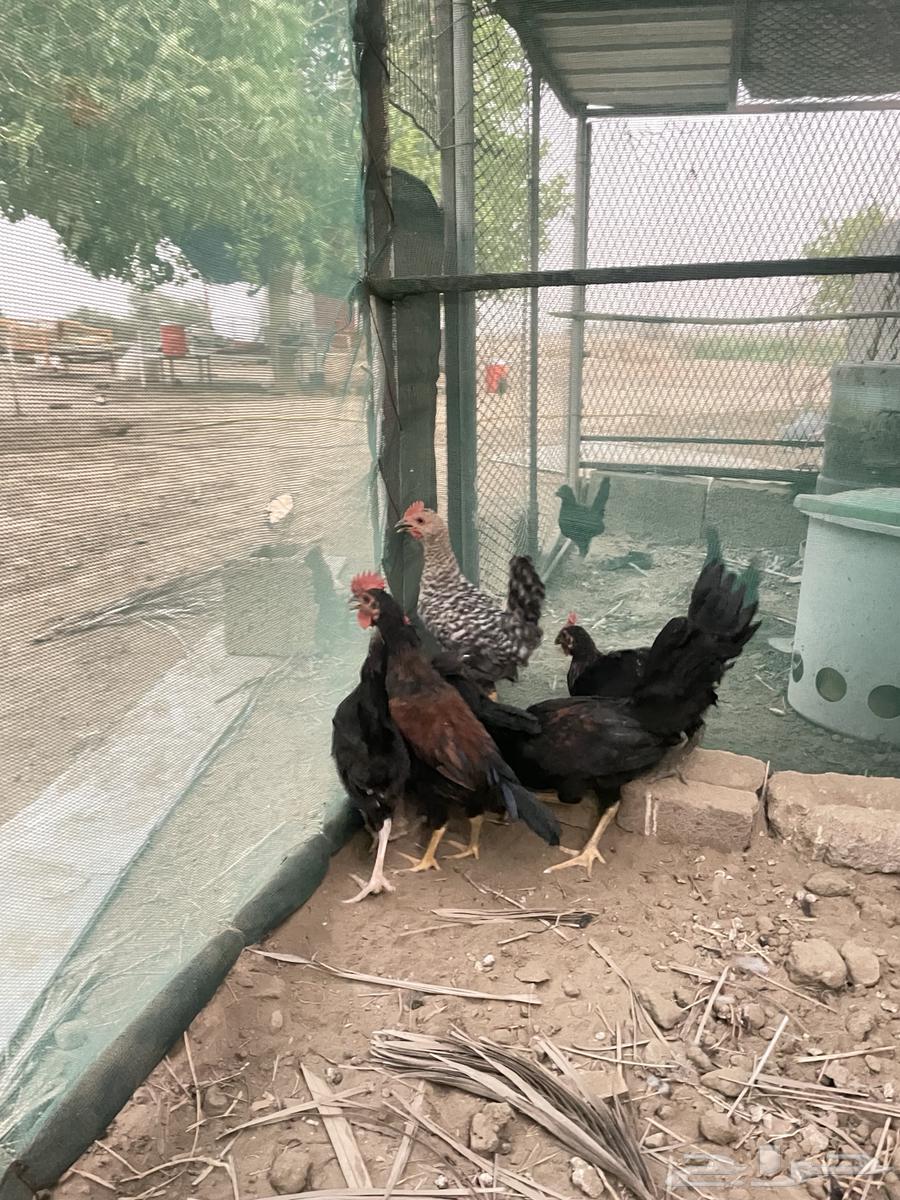 Ducks for sale63655311884547111