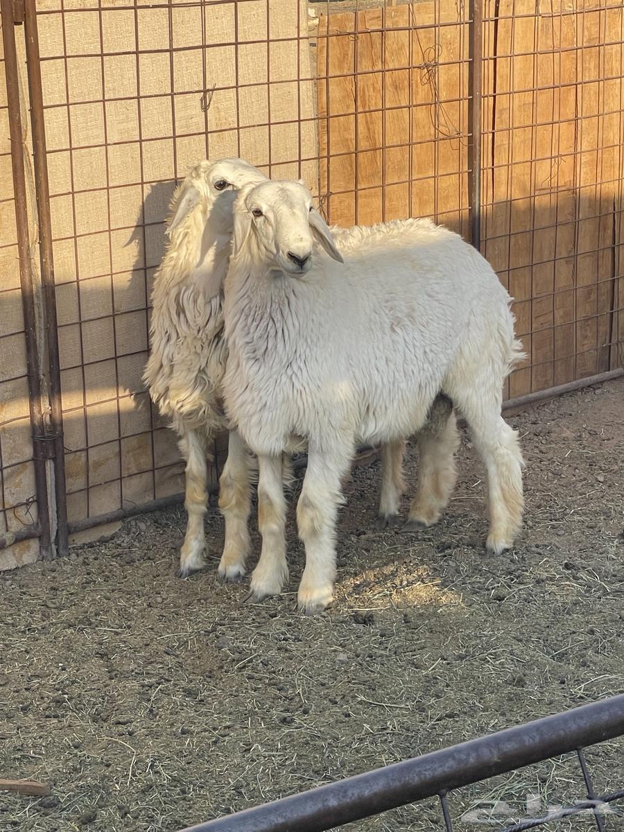 Italian roosters for sale63655207261187113