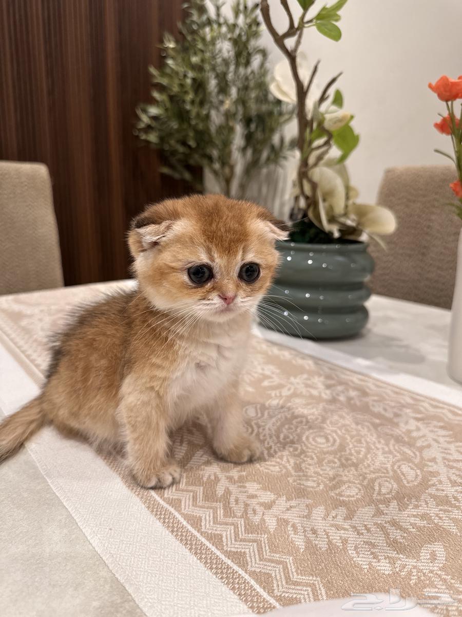 كتن سكوتش فولد   ستريت بيور للبيع63655308790785110