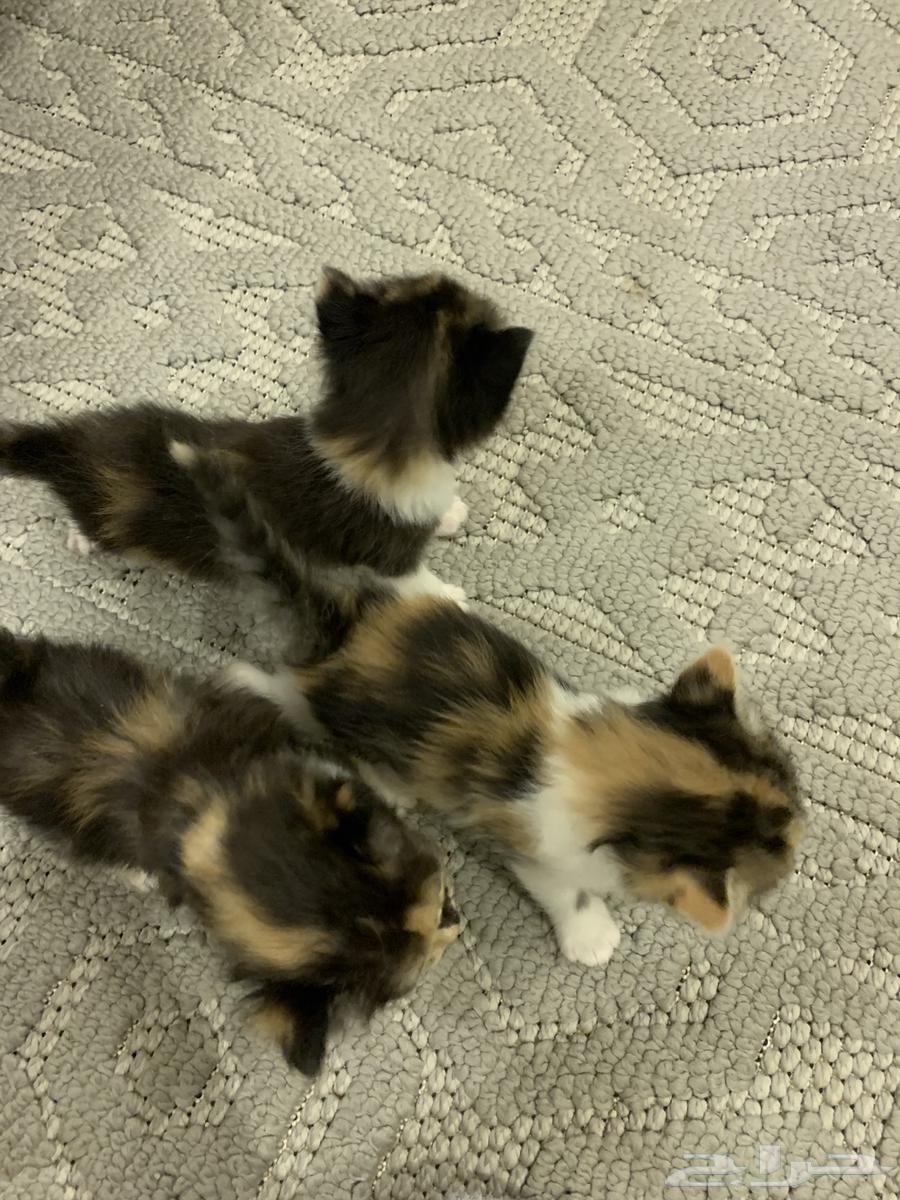 Kittens for sale63655223891459112