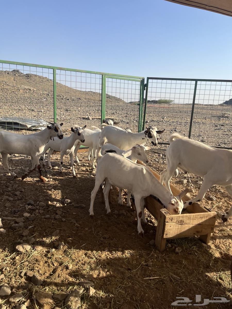 9جفار و3 تيوس بيشية63618970213506113
