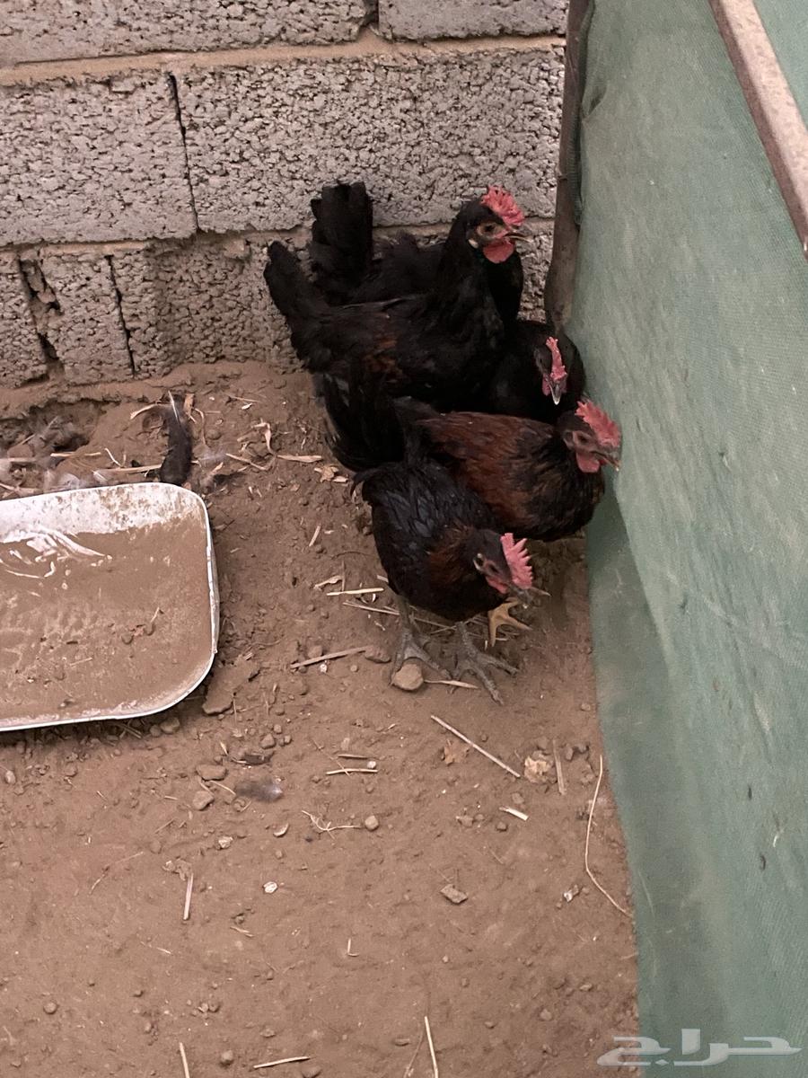 Ducks for sale63655311884547110