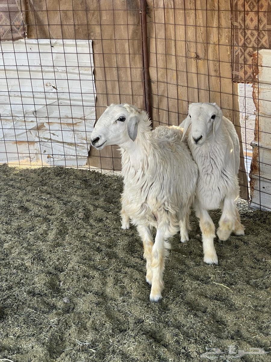 Italian roosters for sale63655207261187112