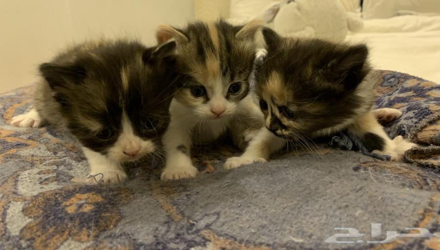Kittens for sale63655223891459113