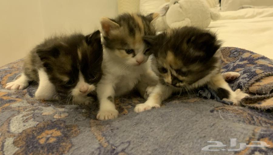 Kittens for sale63655223891459114