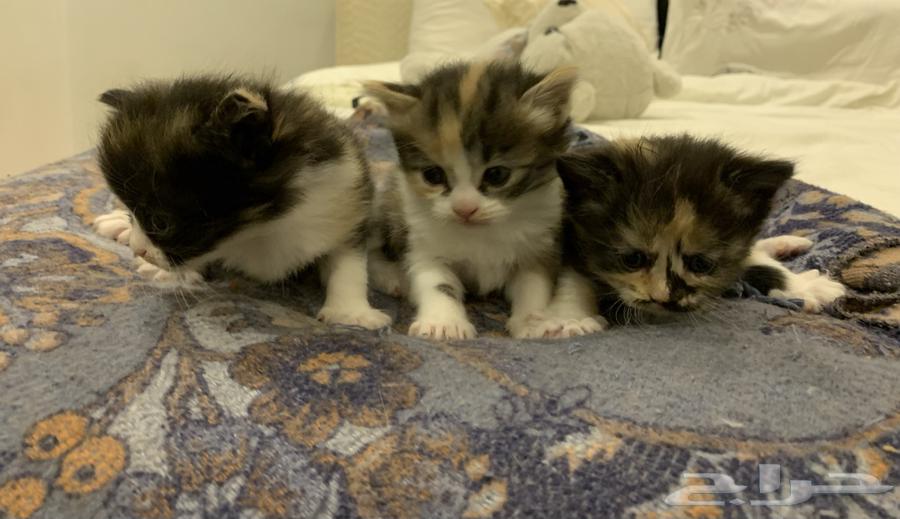 Kittens for sale63655223891459111