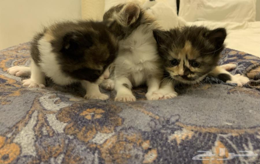 Kittens for sale63655223891459110