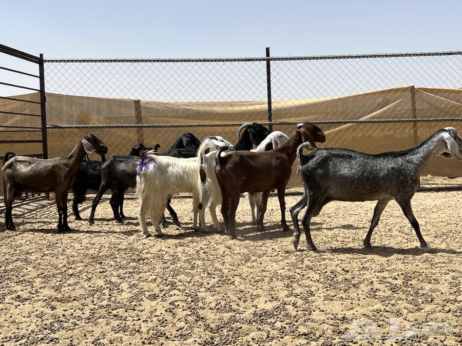Egyptian goats of the Grom breed (sold)63655212320130111