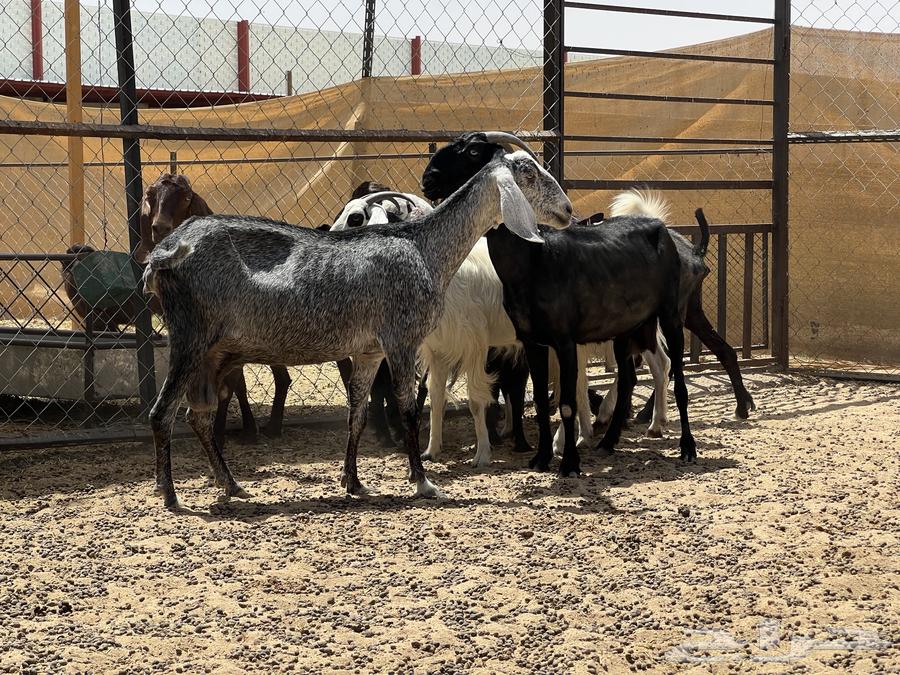Egyptian goats of the Grom breed (sold)63655212320130112