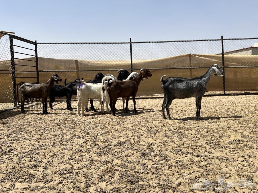 Egyptian goats of the Grom breed (sold)63655212320130110