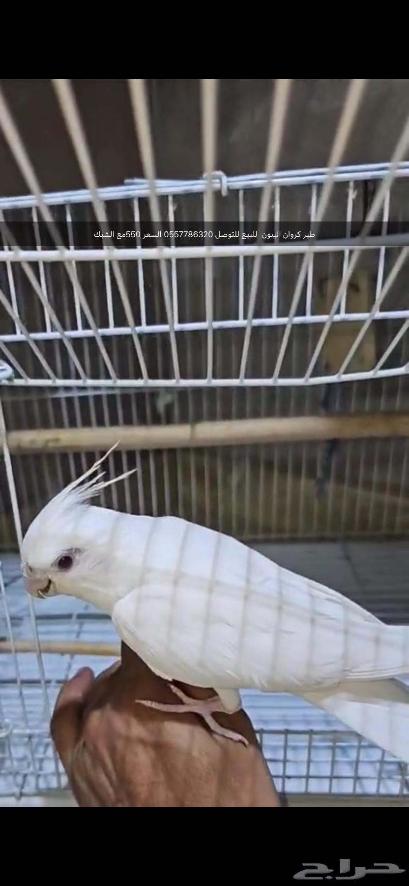 For sale peacock bird price 550 for contact63667494305411110