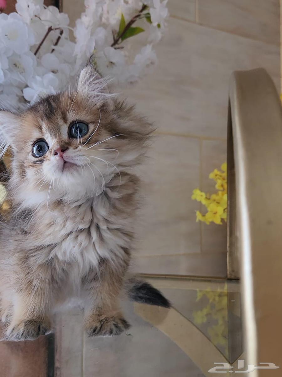 قطط سكوتش فولد و ستريت للبيع63655325628035110