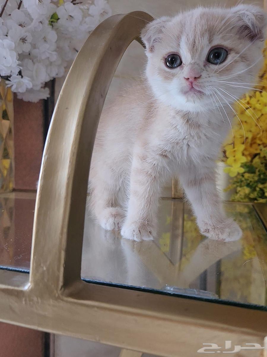 قطط سكوتش فولد و ستريت للبيع63655325628035113