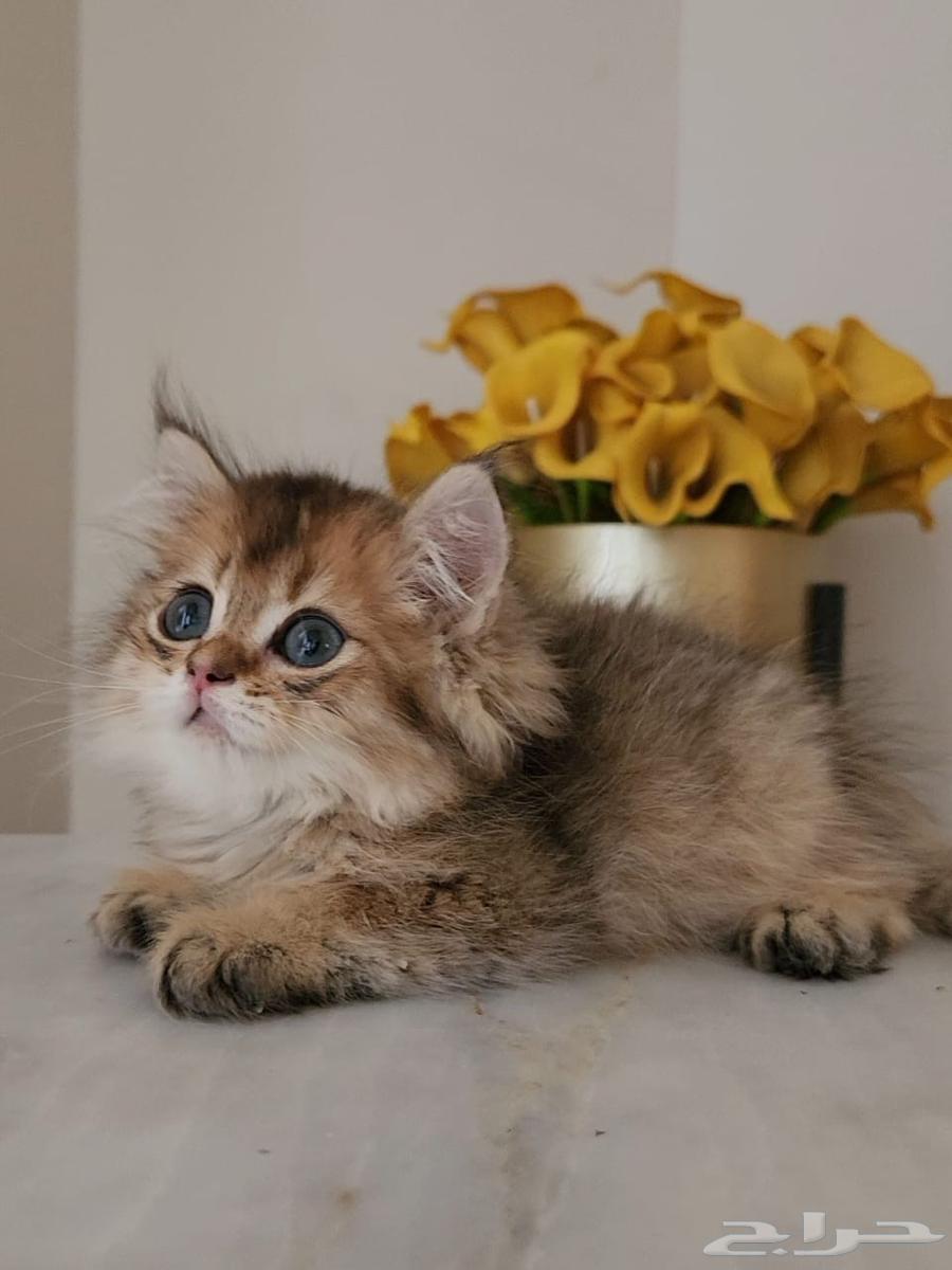 قطط سكوتش فولد و ستريت للبيع63655325628035111