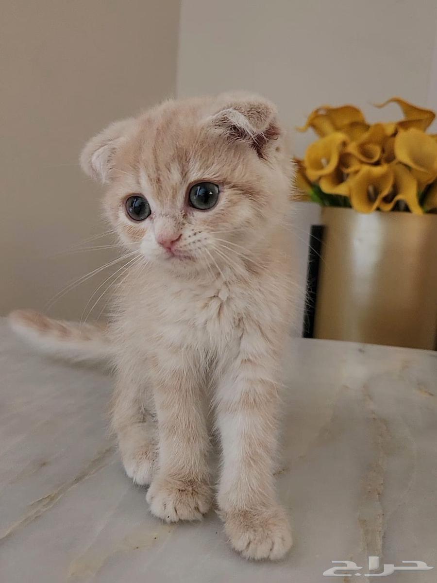 قطط سكوتش فولد و ستريت للبيع63655325628035112