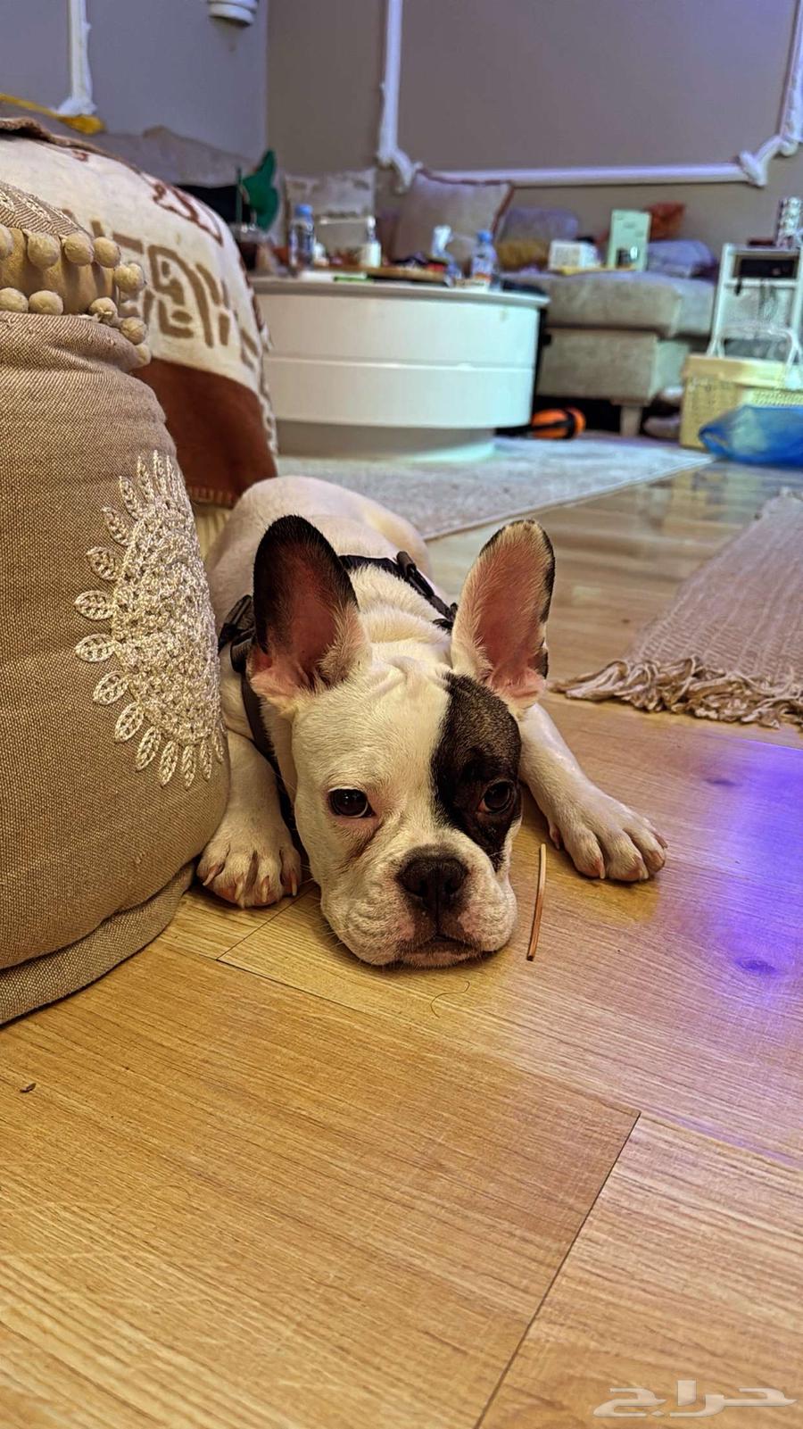 French Bulldog بيور63655418397186112