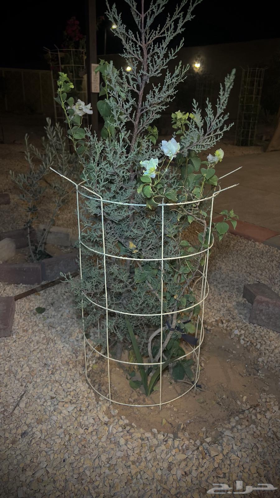 Decorative and Protective Tree Stand63655407793411112