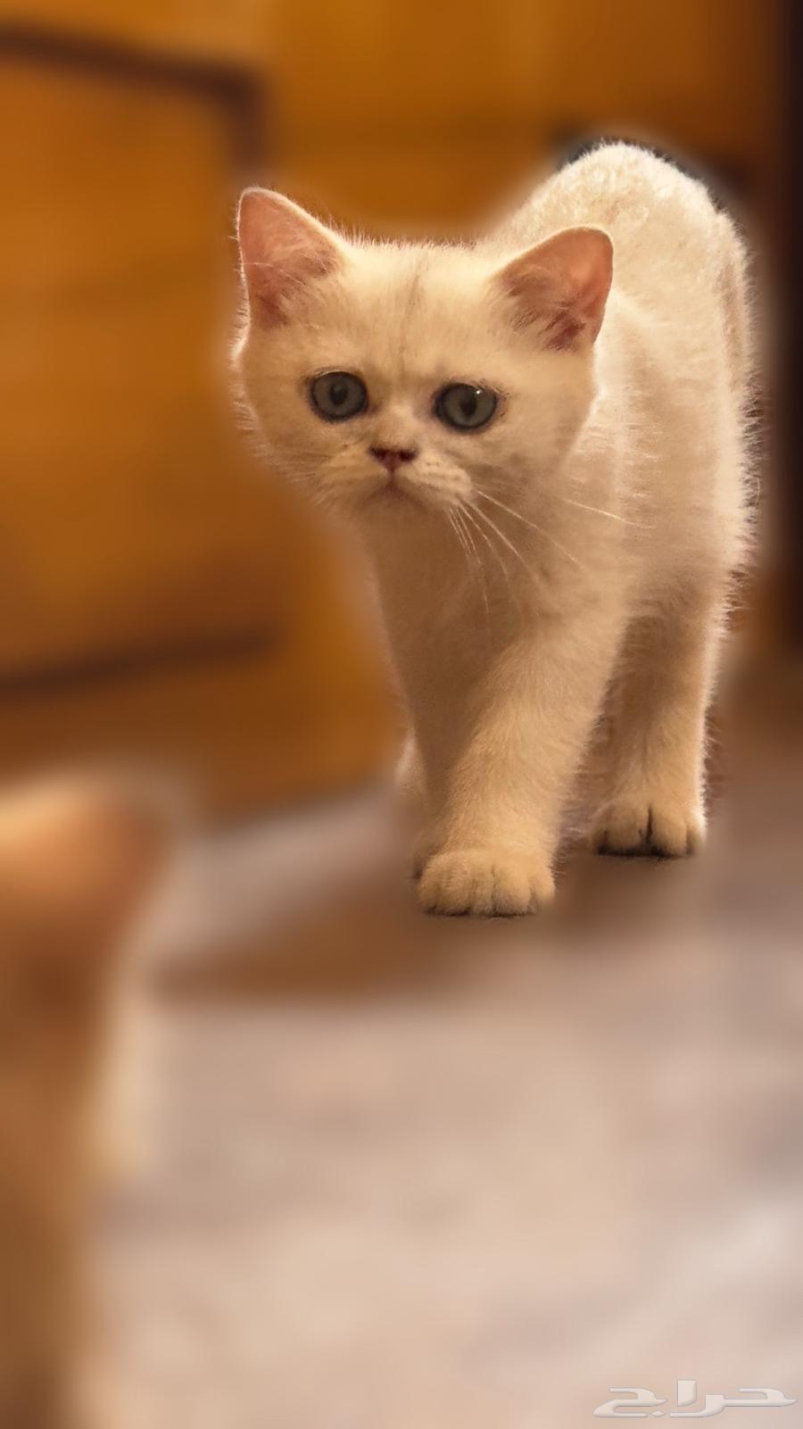 قط ذكر برتش شورت هير للبيع63655412001281110