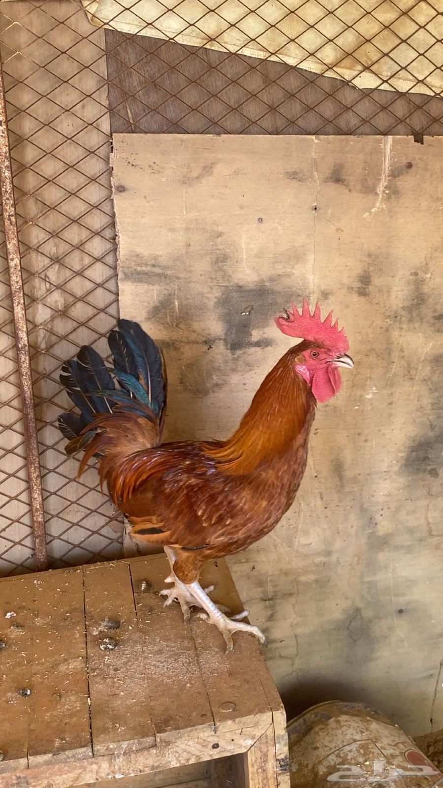 Rooster63619048340866111