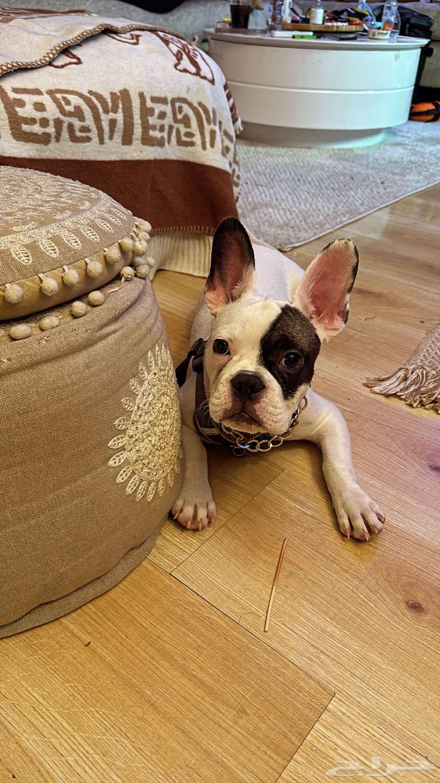 French Bulldog بيور63655418397186111