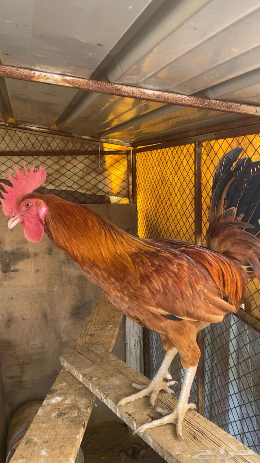 Rooster63619048340866114