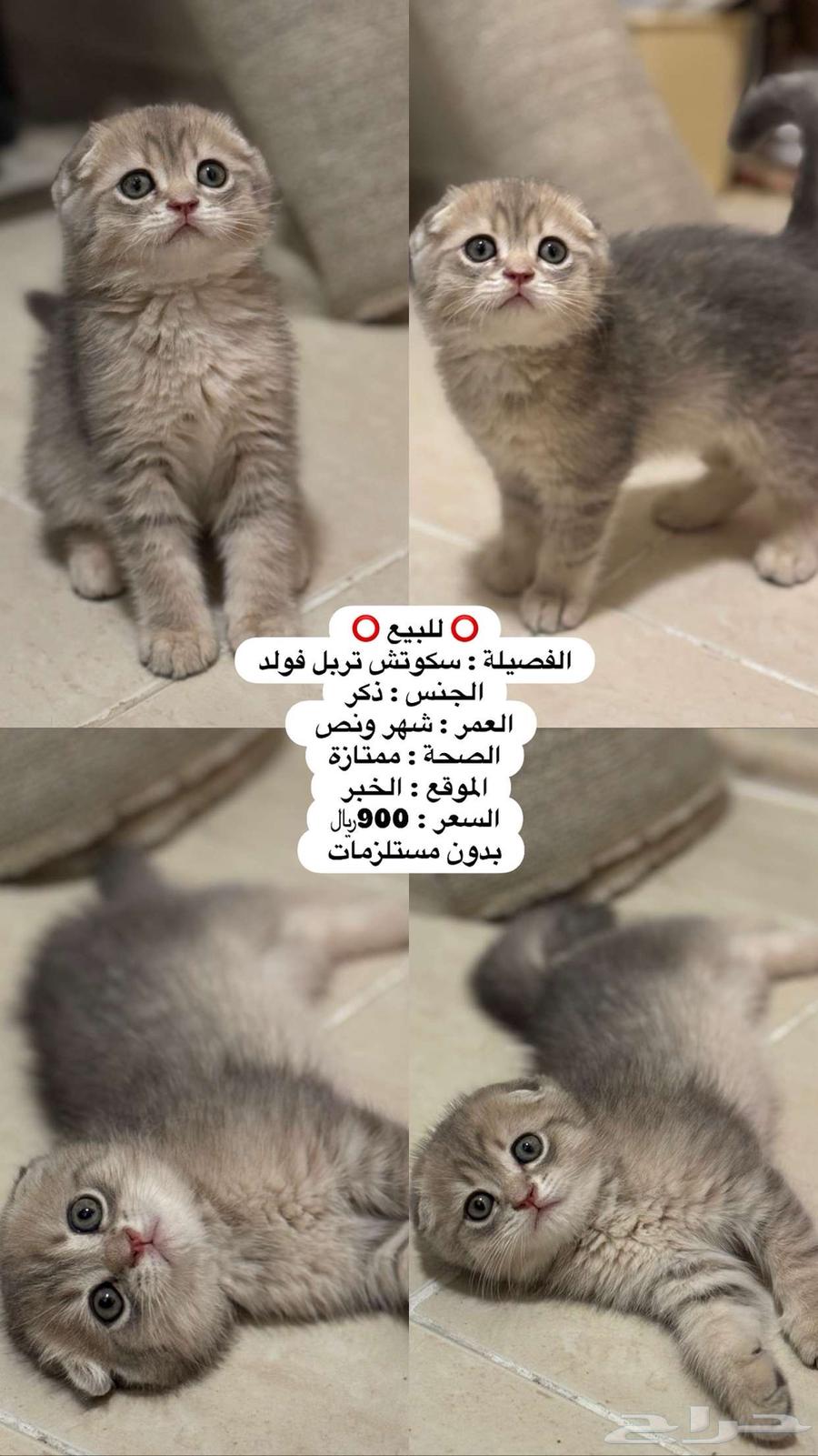 قط سكوتش تربل فولد63655408517379110