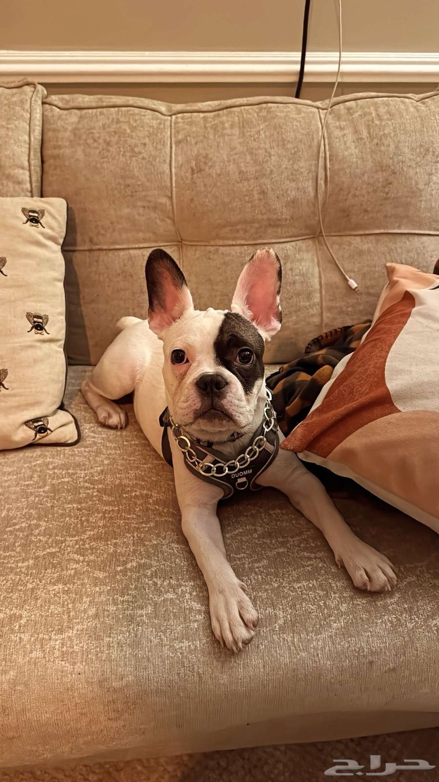 French Bulldog بيور63655418397186110