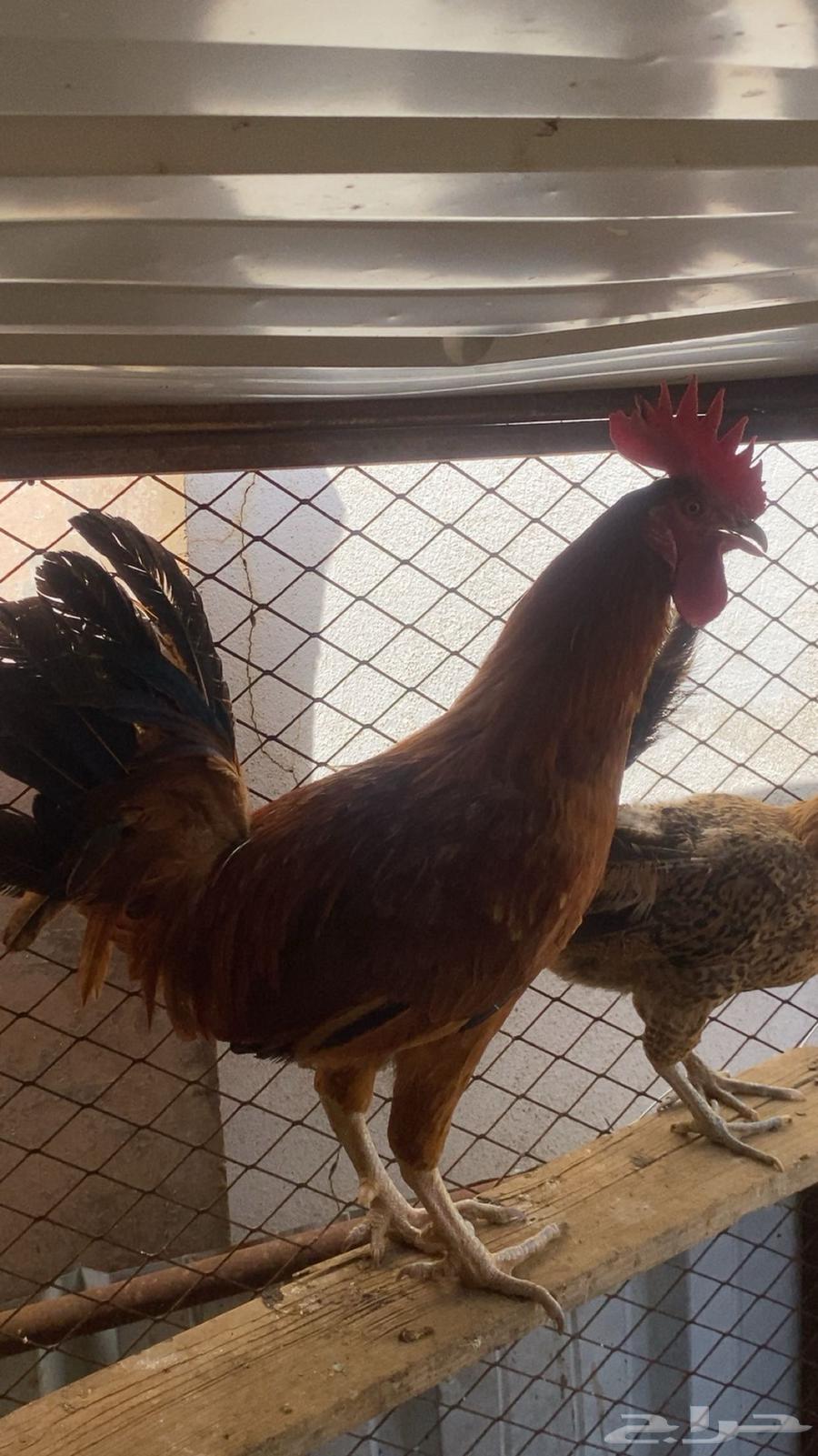 Rooster63619048340866112