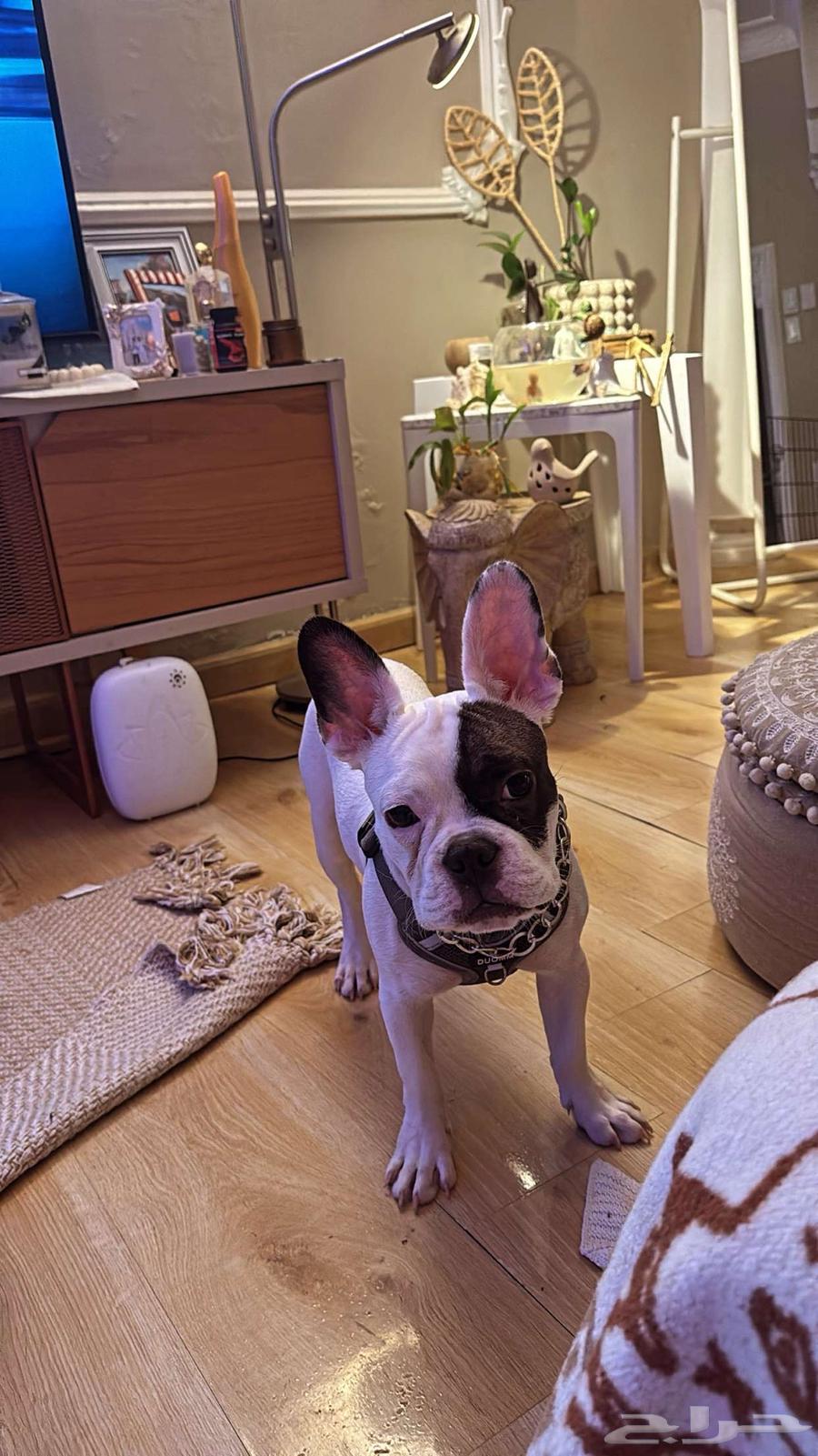 French Bulldog بيور63655418397186113