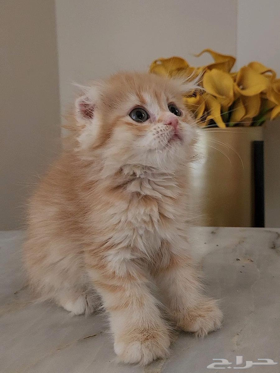 Scottish Fold and Street Cats63655519536130114