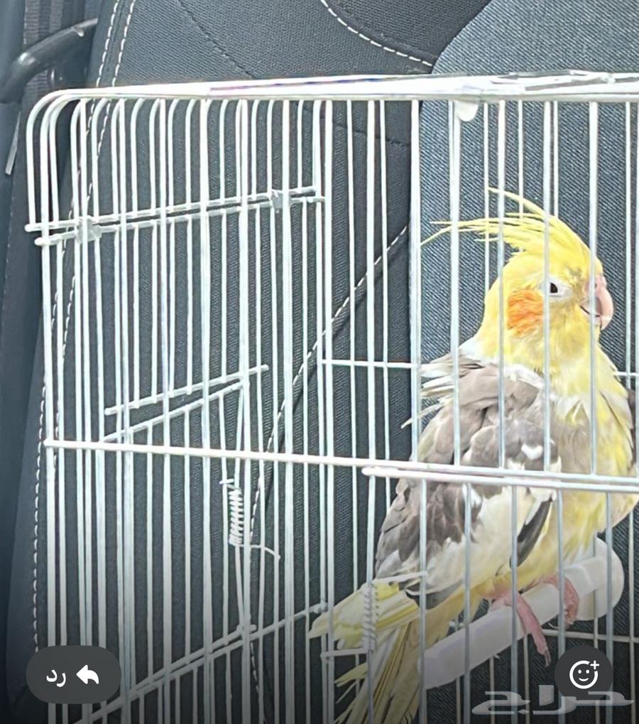 Selling a bird for 20063667555000706111