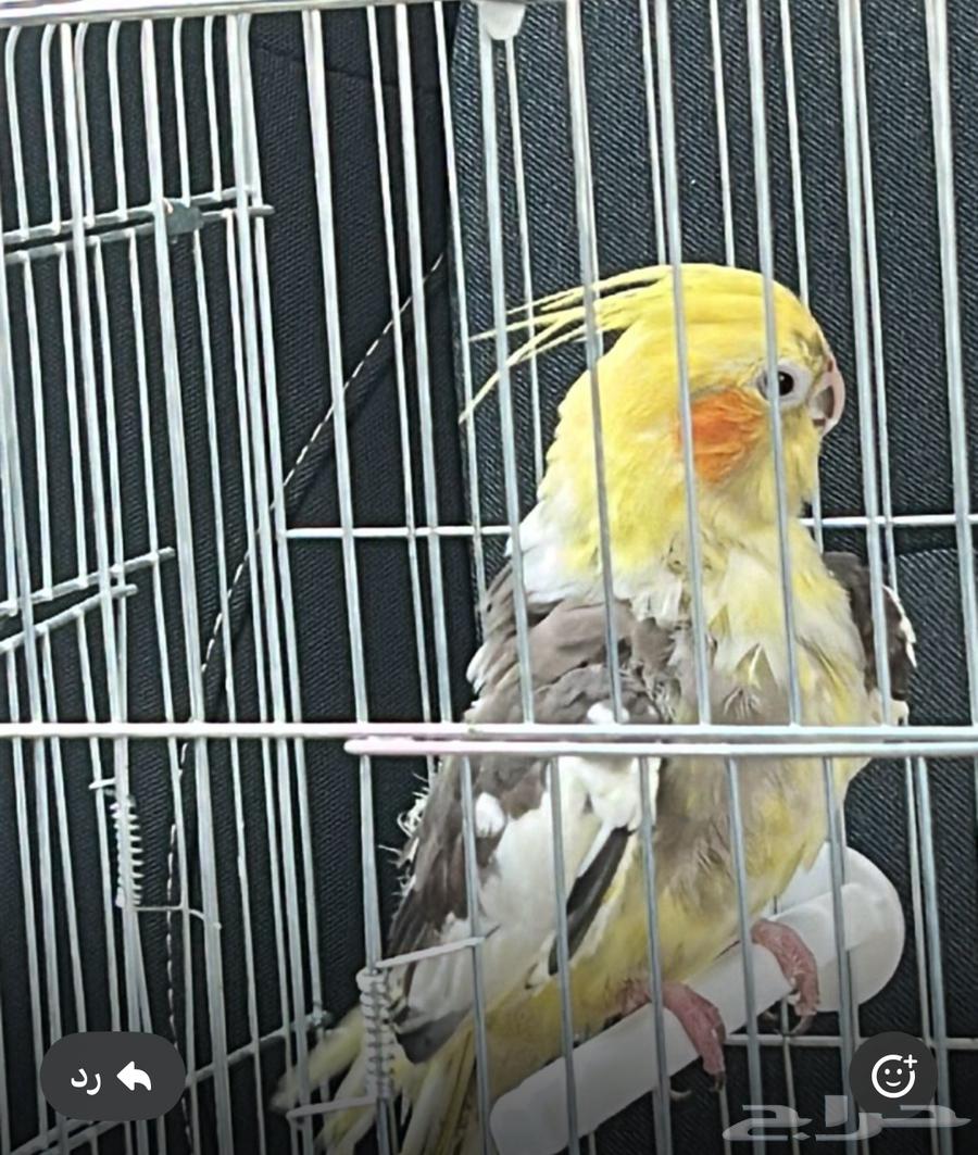 Selling a bird for 20063667555000706110
