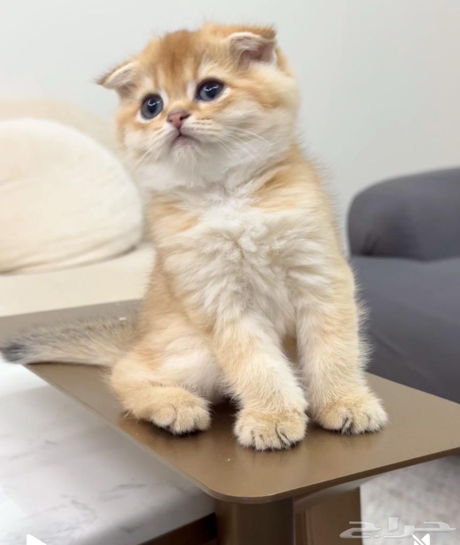 كتن ذكر اسكوتش فولد بيور63655508002818110