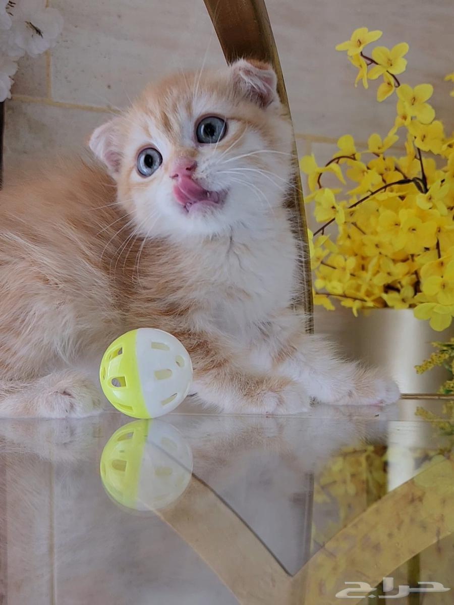 Scottish Fold and Street Cats63655519536130113