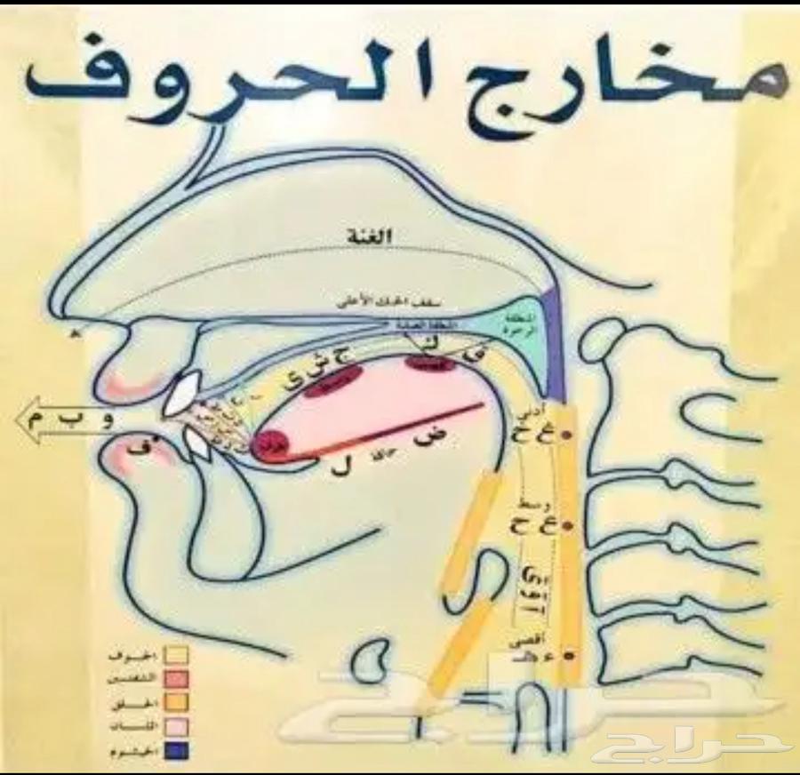Speech therapist with experience in treating articulation disorders and a master's researcher in speech therapy63655409629569114