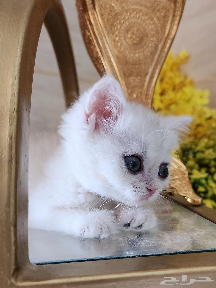 Scottish Fold and Street Cats63655519536130111