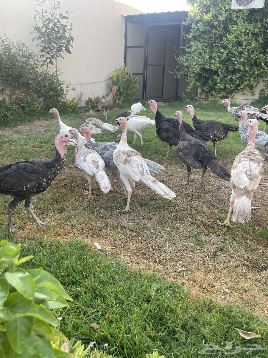 Romeo Dyuk and Chicken63655608110850111