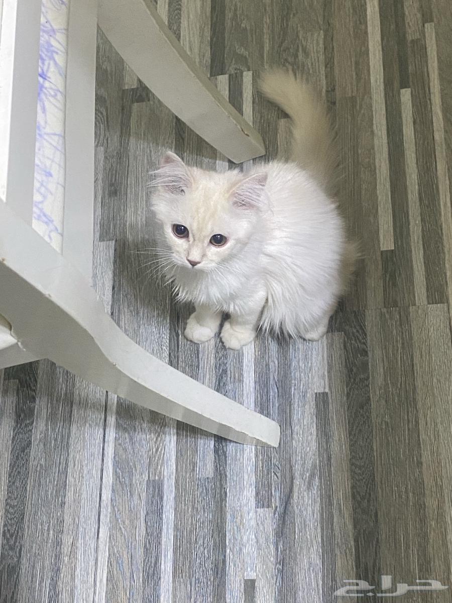 Cats63655326287745113